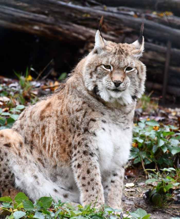 Luchsansiedlung im Thüringer Wald: Projektbündnis „Luchs Thüringen – Europas Luchse vernetzen“ möchte bis zu 20 Luchse auswildern