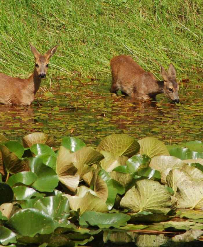 Gesund durch die Sommerhitze – die Waldtiere wissen wie!