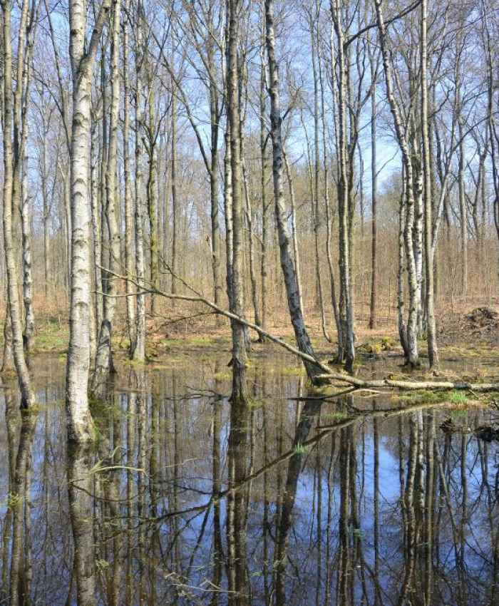 Wenn Bäumen das Wasser bis zum Hals steht